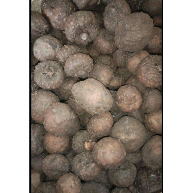

Bibit porang super 1kg