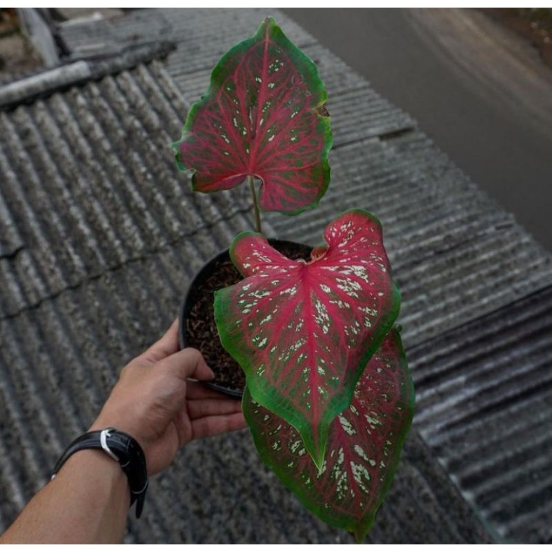 tanaman hias/keladi/keladi worton/lance worton/keladi murah/caladium