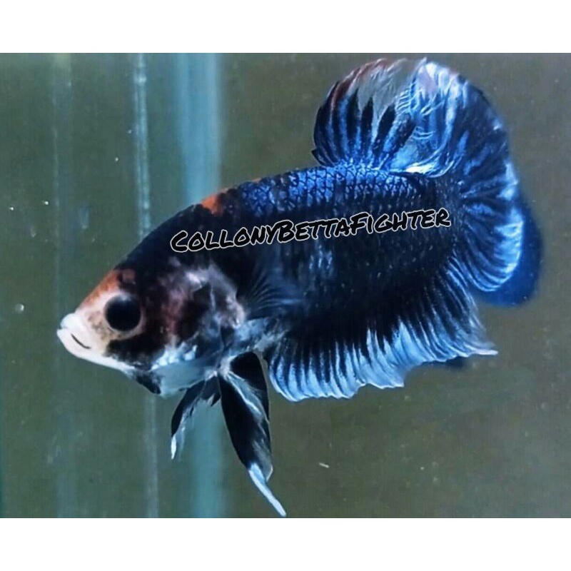 IKAN CUPANG ADUAN GHOST FIGHTER (BLANTONG)