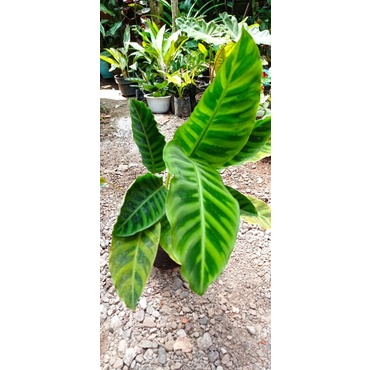 Calathea Zebrina Putih