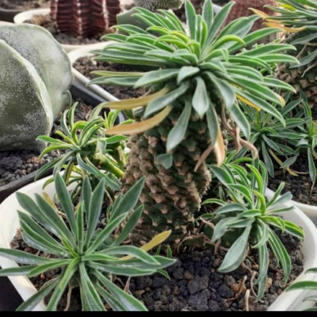 Euphorbia kirin size big