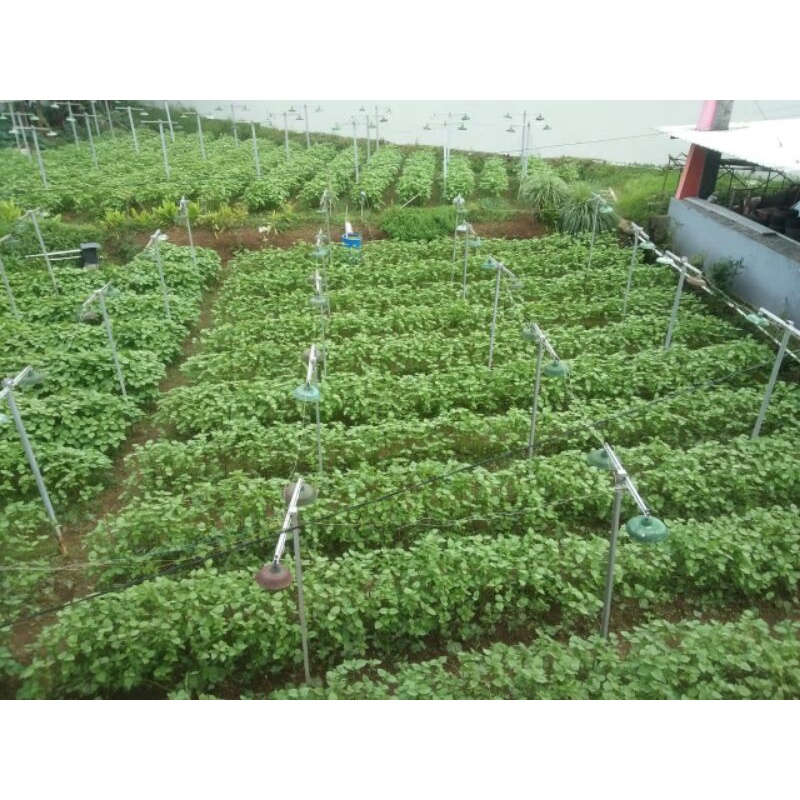 

Daun Shiso/Kenip/Perilla