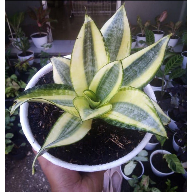 tanaman hias sansivera mini golden/sansivera kodok mini