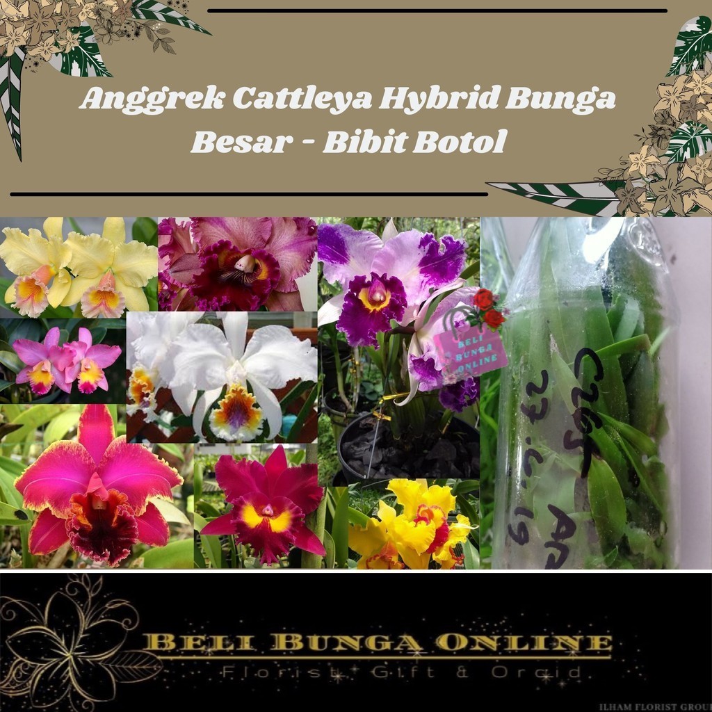 Bibit Anggrek Botol Cattleya Bunga Besar Murah
