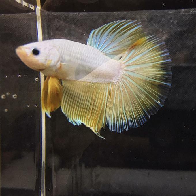 Terbaru Ikan Cupang Hm Halfmoon Fancy Dragon (M) 001 Grade Betta Fish