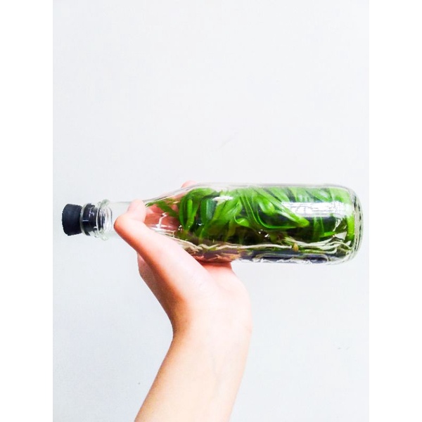 BIBIT BOTOL ANGGREK SPESIES DENDROBIUM SYLVANUM FLAVA