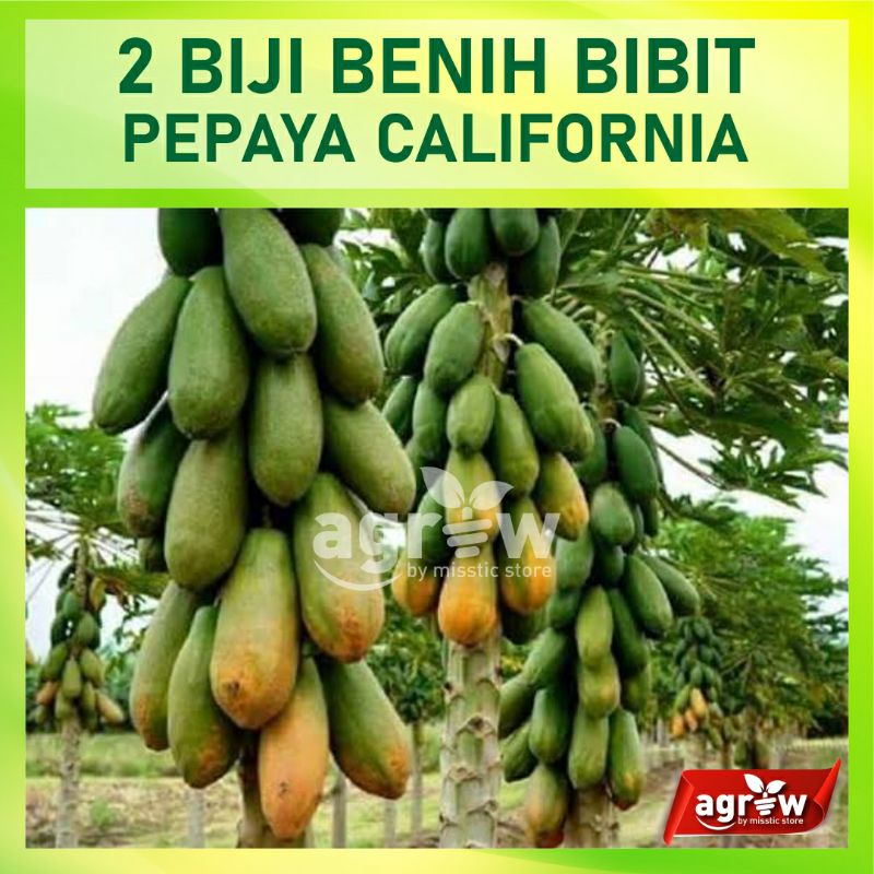 2 Benih Pepaya California F1 Calina IPB Bibit Buah Kalifornia Unggul Berkualitas