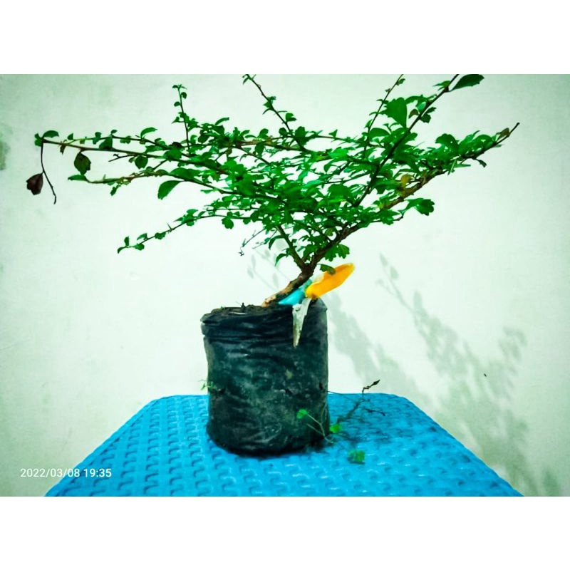 Hokianti Super Micro Buah