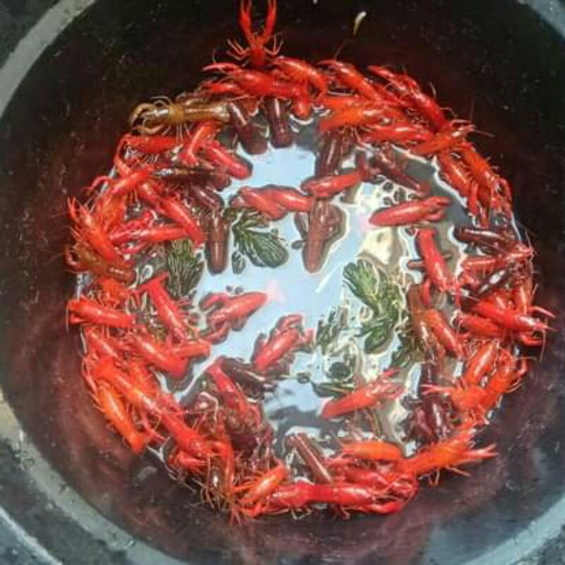 lobster clarki  lobster hias lobster air tawar lobster lobster red marlboro