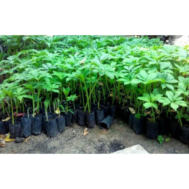 bibit porang polybag