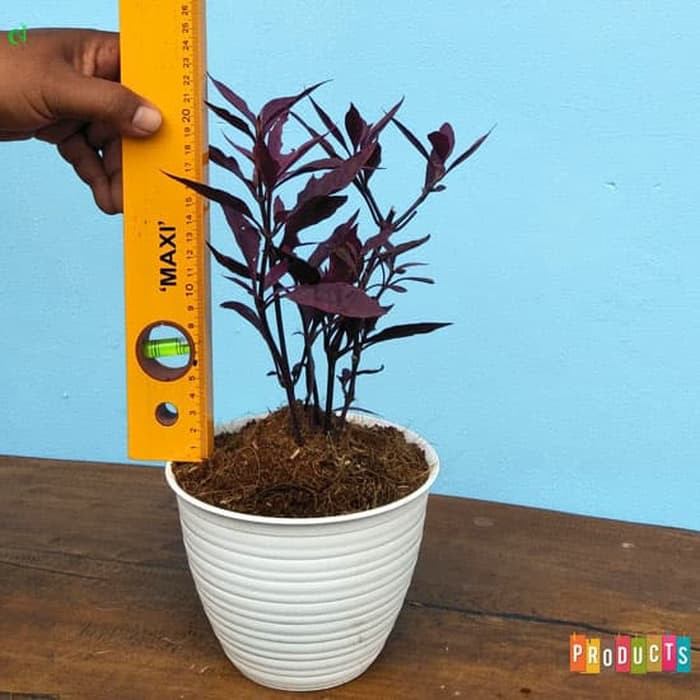 Tanaman hias Kuncir erpah daun merah - alternanthera reineckii rosanervig | Jenis tanaman hias yang 