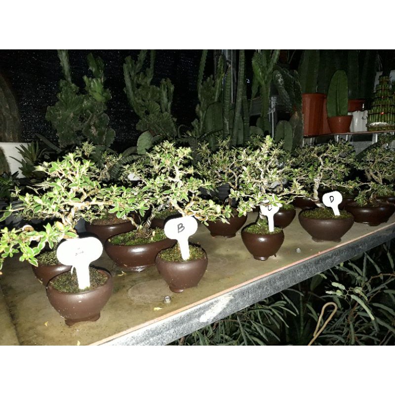 bonsai mame hingkip mirten