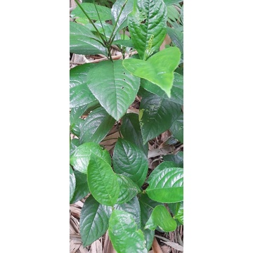 

daun keras tulang segar per 500 grm