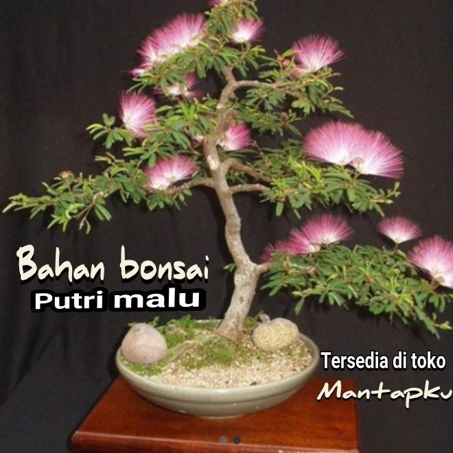 (BISA COD) bahan bonsai putri malu bonsai viral/bonggol mantapku TERLENGKAP Kode 864