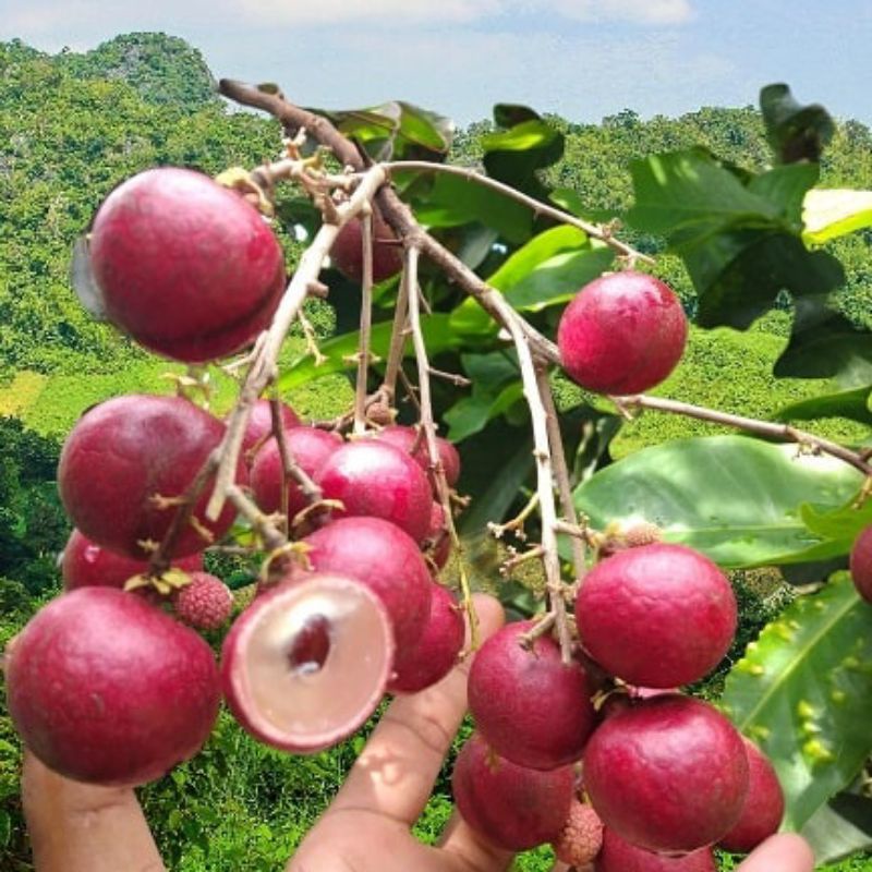 BIBIT KELENGKENG MERAH UNGGUL