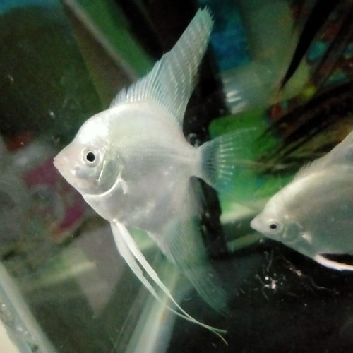 ikan manfish platinum