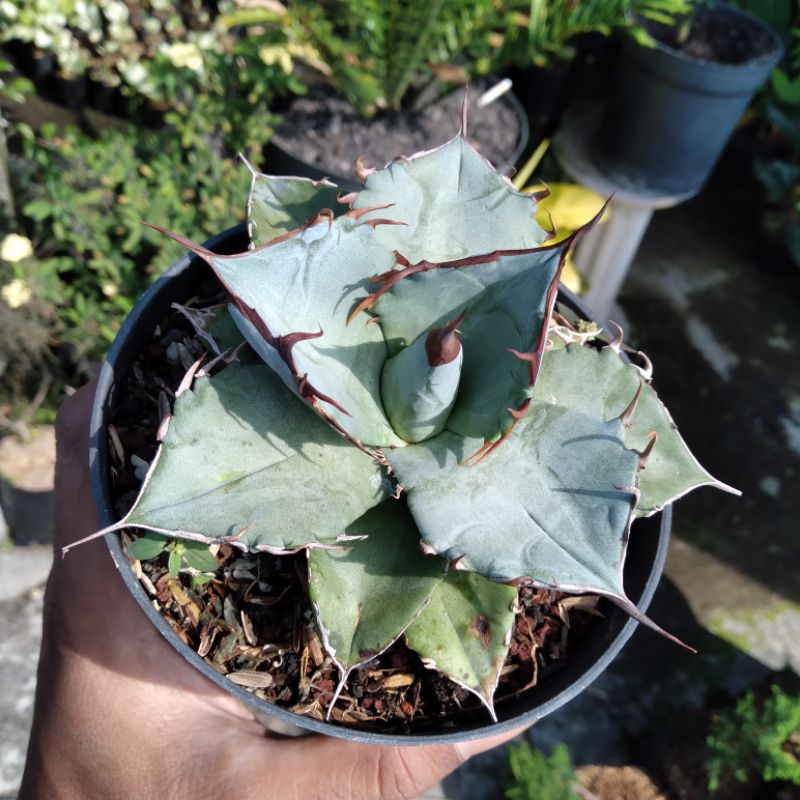 agave titanota white ice