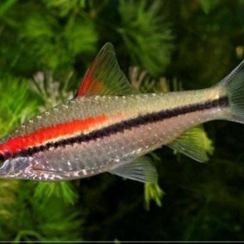 ikan puntius denisoni