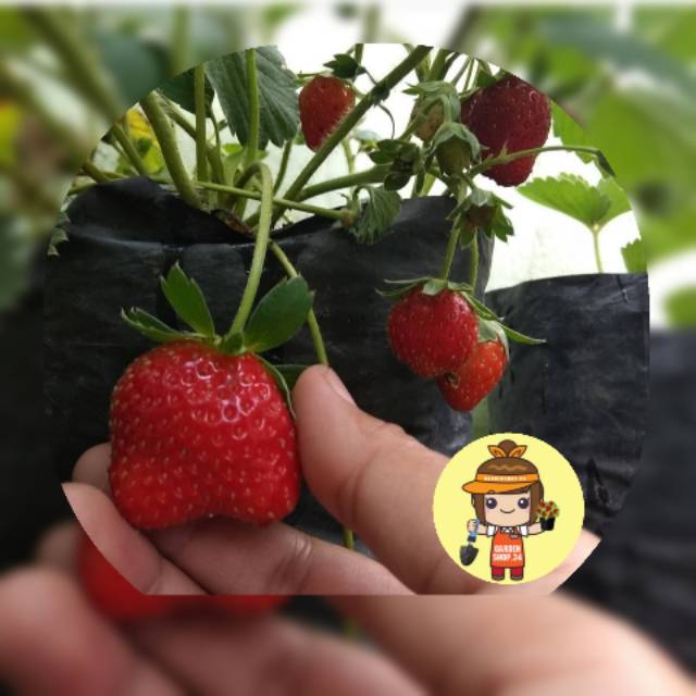 Bibit Buah Strawberry Manis