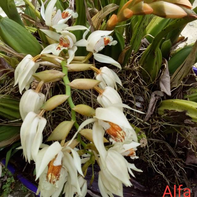 Anggrek Coelogyne asperata