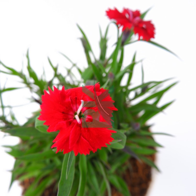 Dianthus deep red anyelir merah / bibit tanaman hias bunga - BAKUL KEMBANG