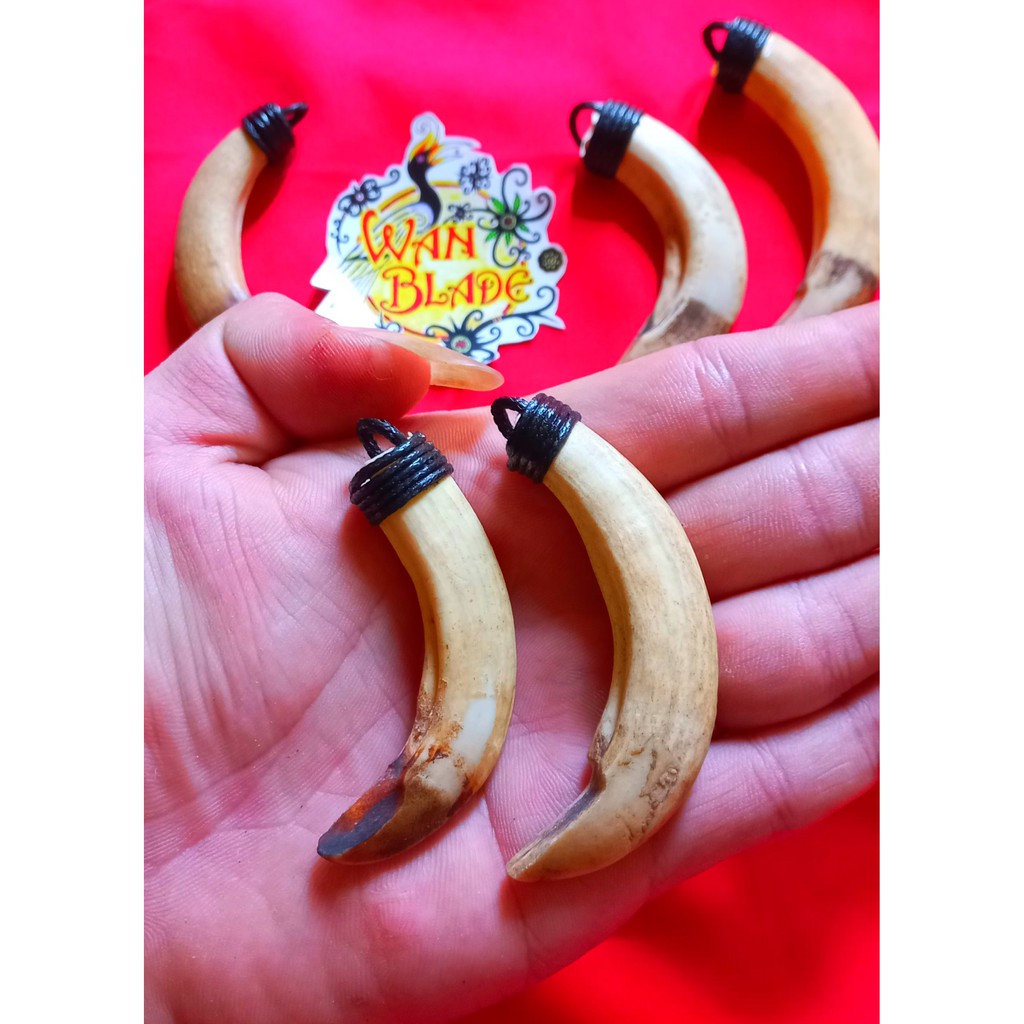 Murah.. caling/taring babi hutan asli,free tali