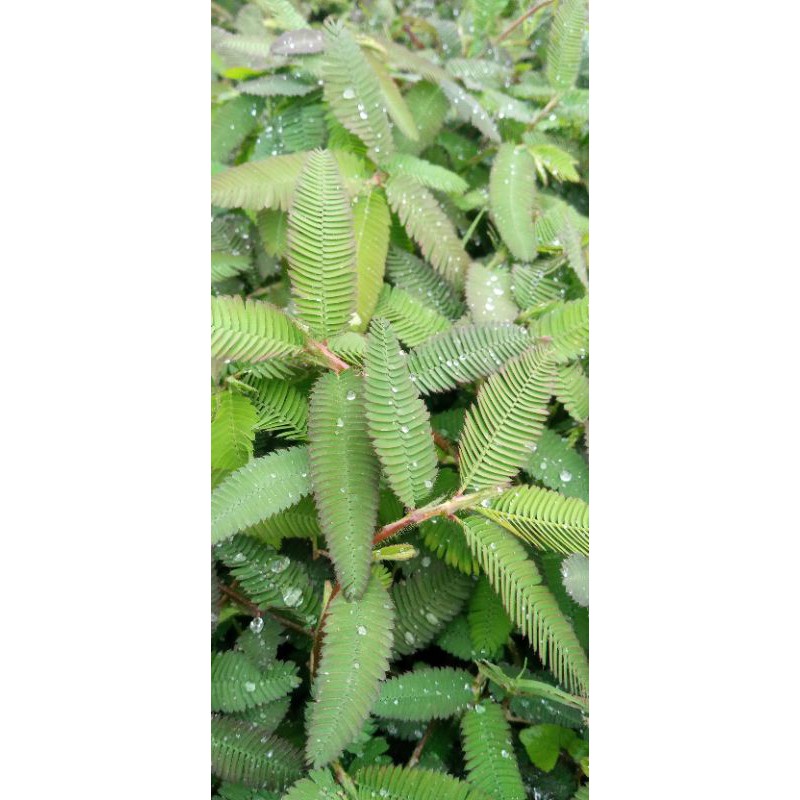 

paket hemat daun putri malu 300 gram
