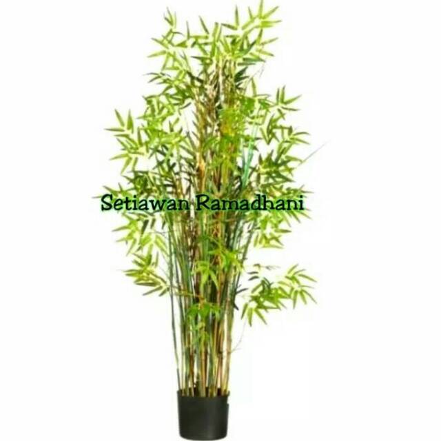 Tanaman Bambu Kuning Mini