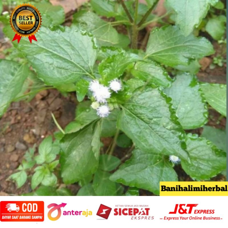 

Antiseptik Alam Daun Babadotan 1 kg