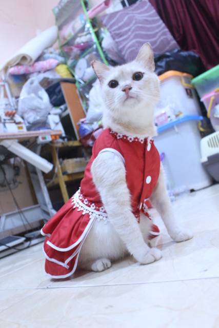 Dress polos warna merah lucu untuk kucing / baju kucing murah size S-XL