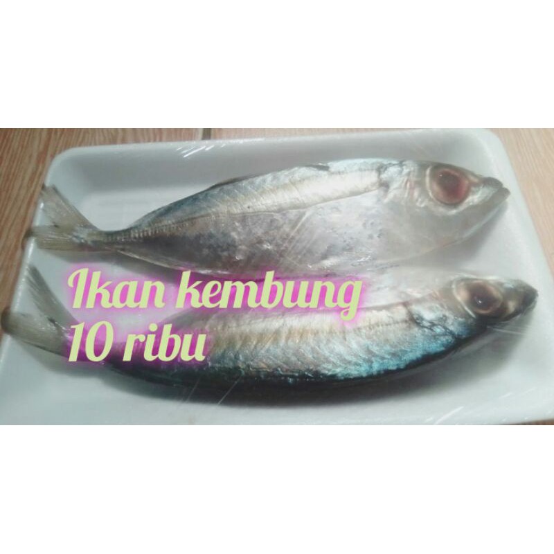 

Ikan kembung