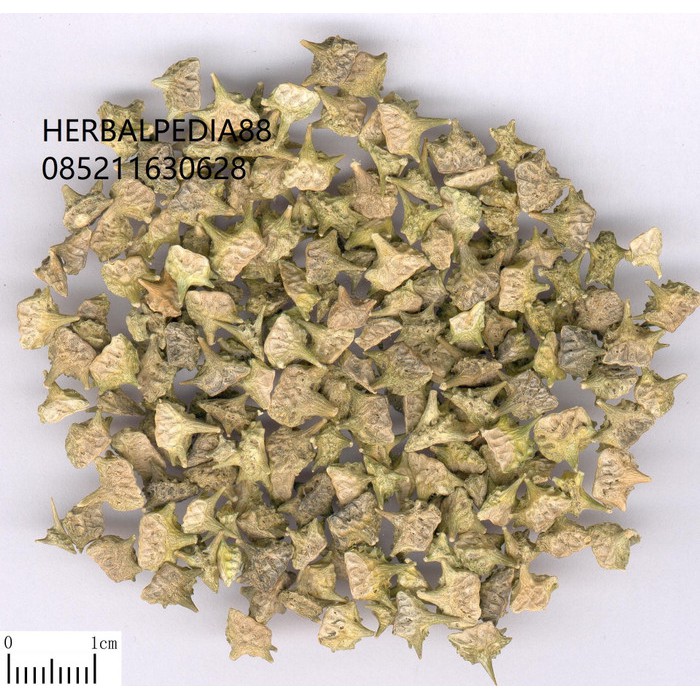 

ci ji li 刺蒺藜 Tribuli Fructus 600 gram