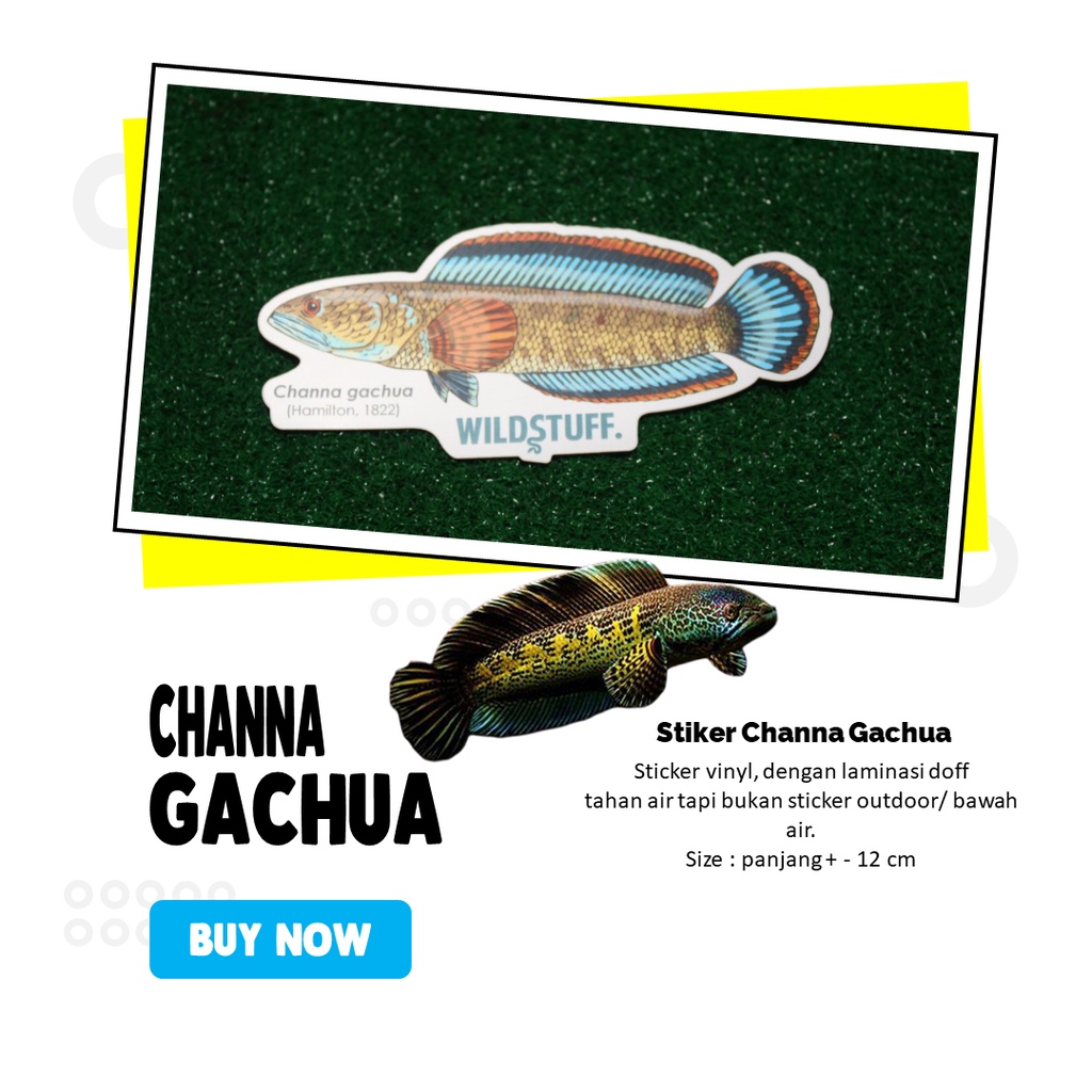 

Sticker Channa Gachua