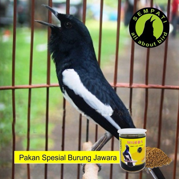 Maxxx Power Competition Kuning Voer Pur Pakan Burung Juara Lomba