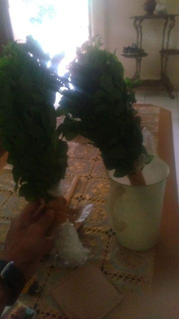 Grosir Bibit Bidara Harga Murah Minimal 50 Pcs