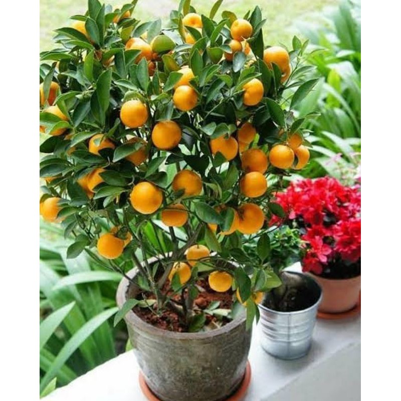 BIBIT JERUK SANTANG MADU OKULASI  VALID