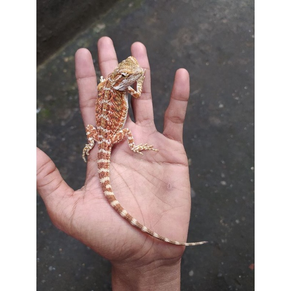 Bearded dragon red hypo