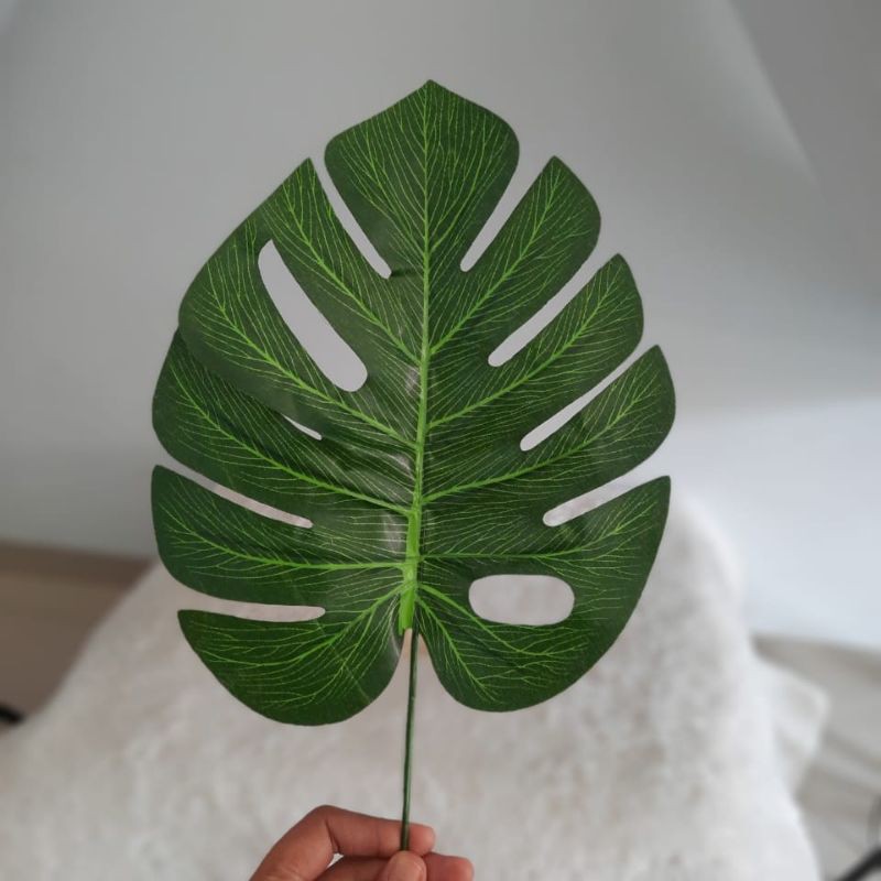 DAUN MONSTERA PHILODENDROM/JANDA BOLONG Size Besar