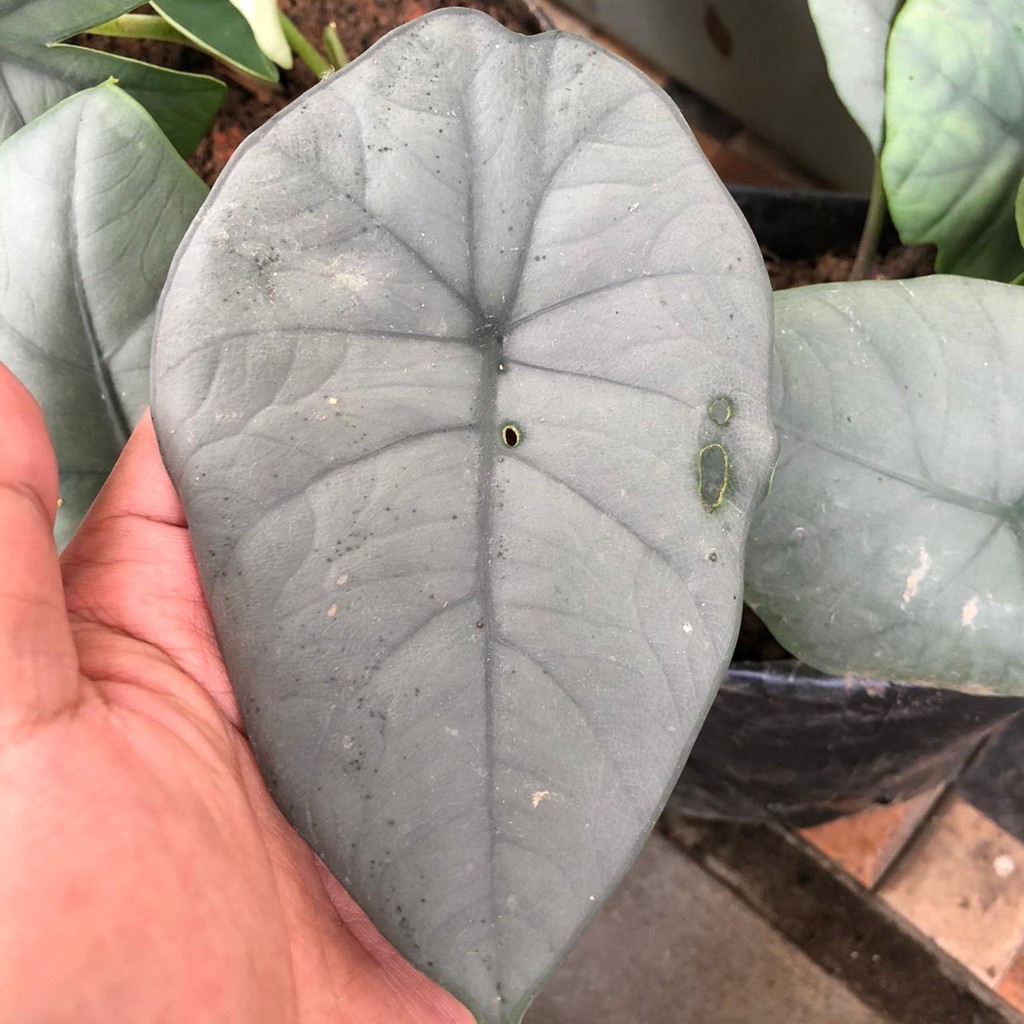 rawatan Alocasia melo badak silver 1 daun | alocasia melo kapuas | alocasia chaii alocasia chai