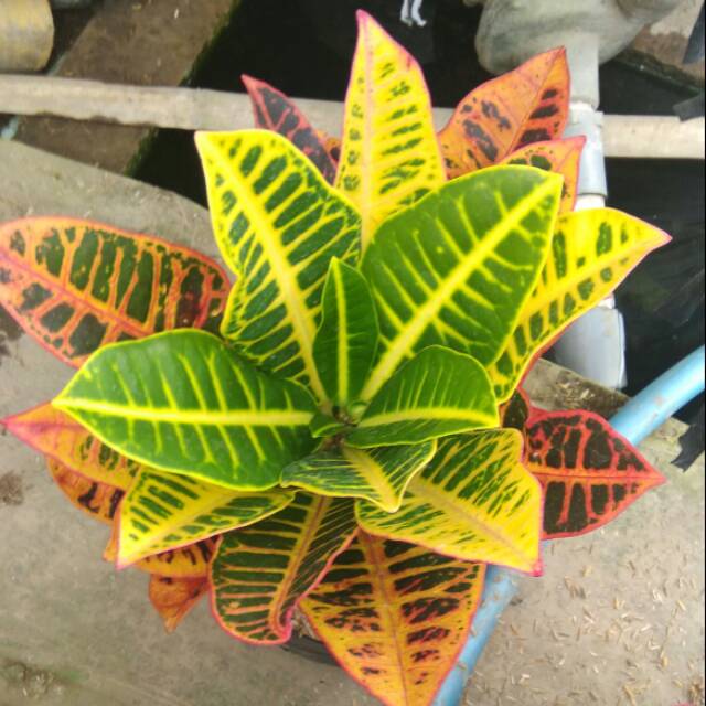 Tanaman bunga puring proton