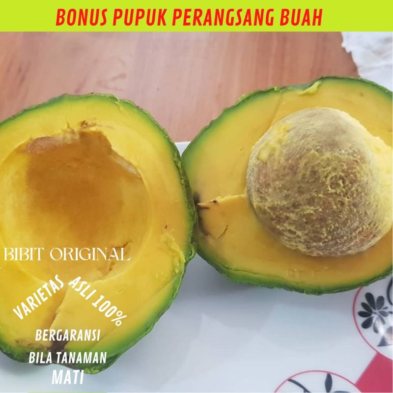 BIBIT ALPUKAT MIKI SIAP BUAH BATANG BESAR