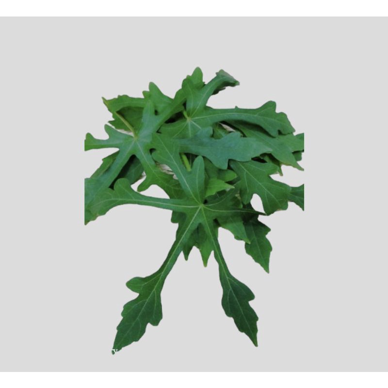 

HEMAT 100GRM jual daun gedi atau pepaya jepang segar