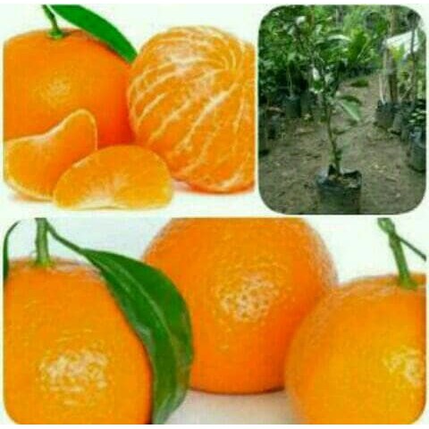 

jeruk mandarin