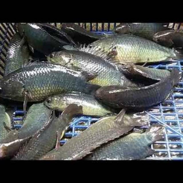 

Ikan betok hidup