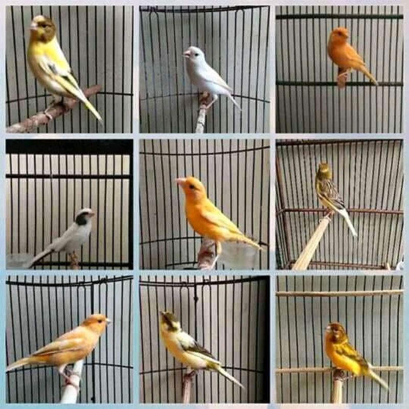 burung kenari betina siapan