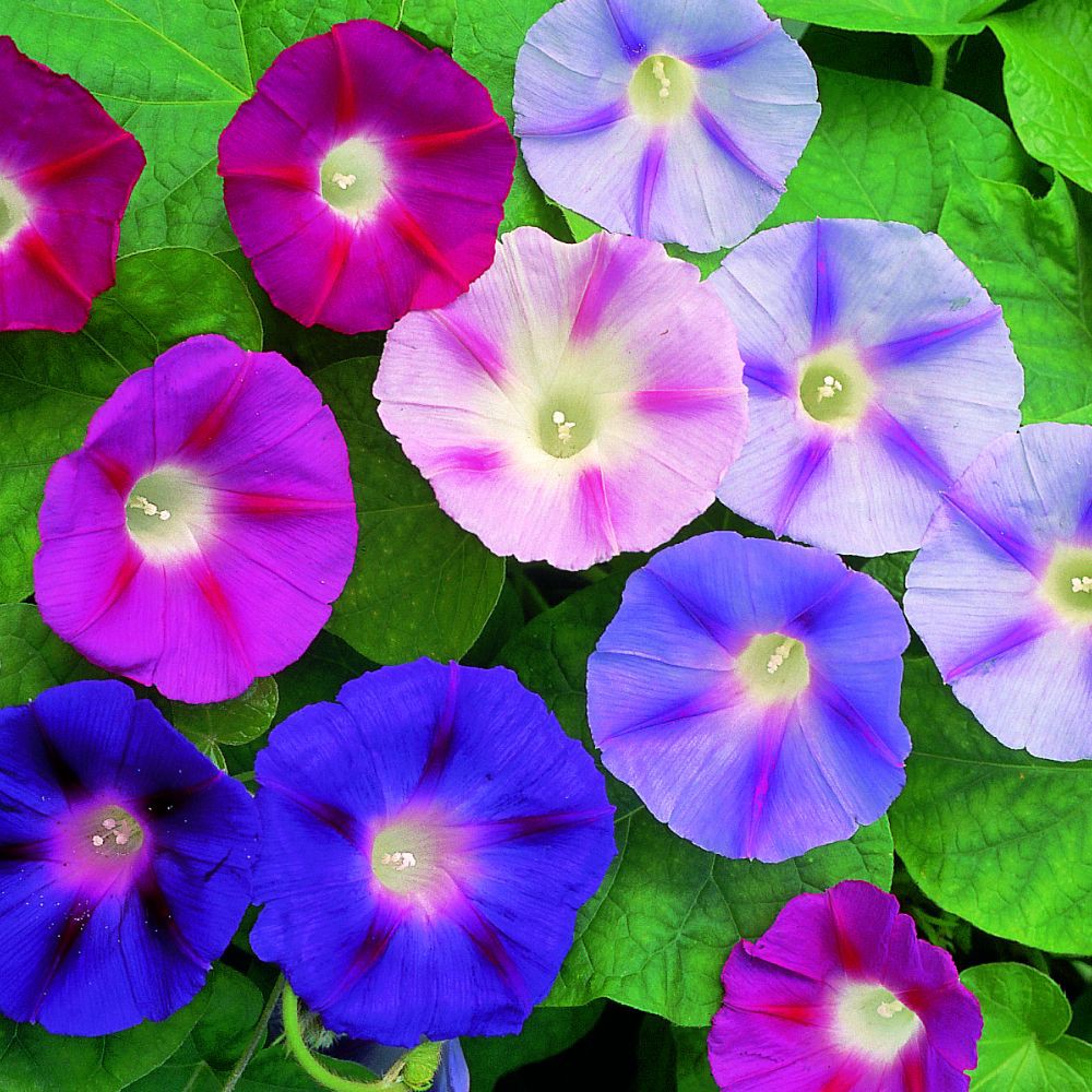 PlantaSeed - 10 Seeds - Morning Glory Mixed Color Biji Bunga - PAS0206