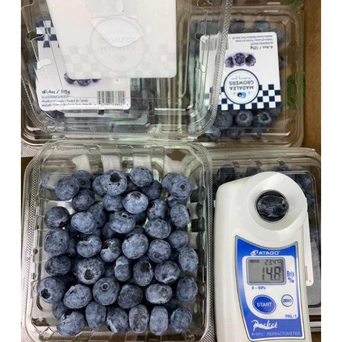 BUAH BLUEBERRY IMPORT 1 PACK SEGAR