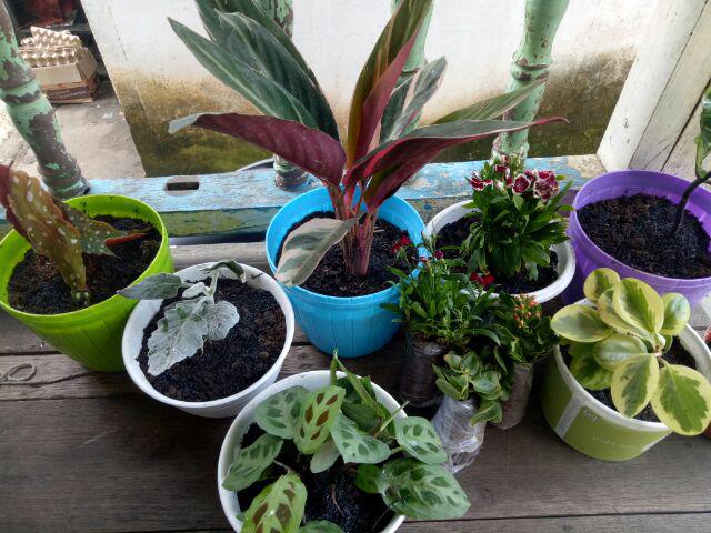 Tanaman Hias Anyelir Dianthus Merah