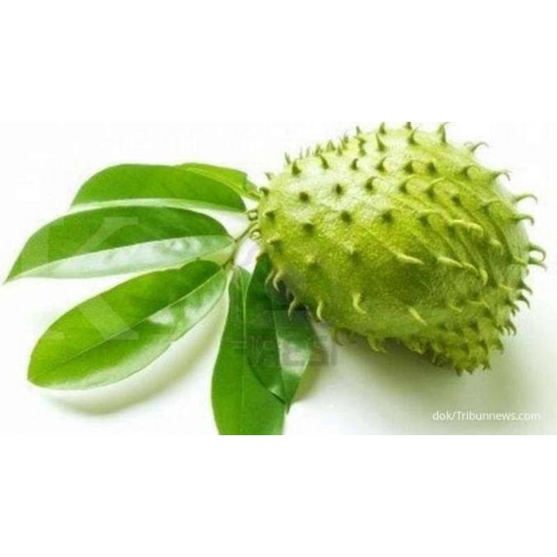 

Daun Sirsak Segar 100 lembar(150/lebar)