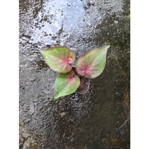 Dw kultur / Caladium Dwi Warna Culture / Dewe kultur